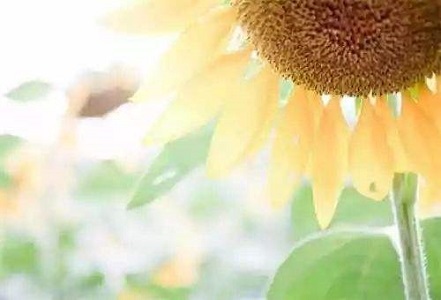 洛阳高三生全托补习学校学费大概多少